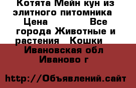 Котята Мейн-кун из элитного питомника › Цена ­ 20 000 - Все города Животные и растения » Кошки   . Ивановская обл.,Иваново г.